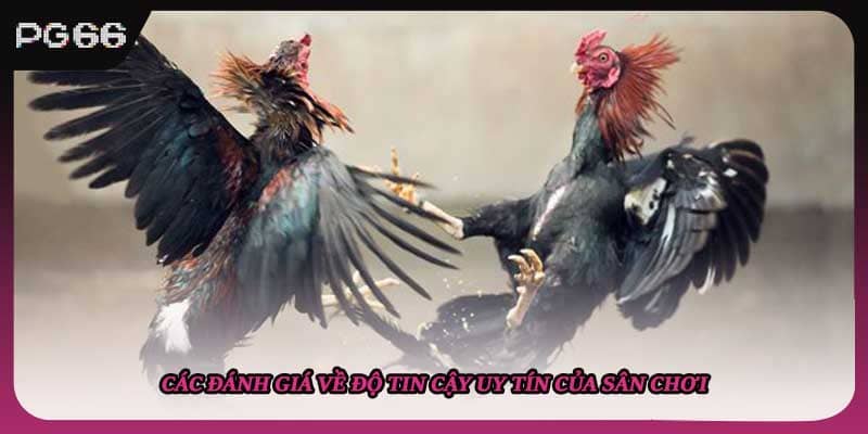 Các đánh giá về độ tin cậy uy tín của sân chơi Các đánh giá về độ tin cậy uy tín của sân chơi